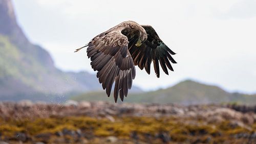 Mastery of the Skies