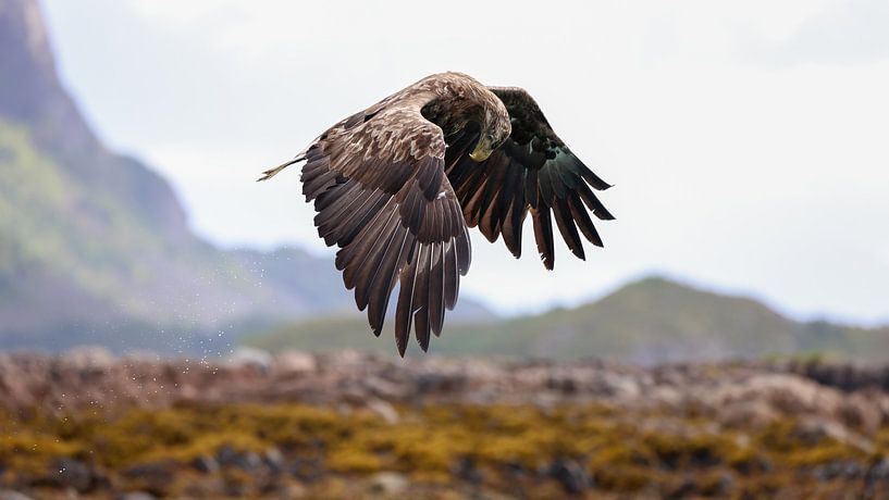 Mastery of the Skies by Petri Niskanen