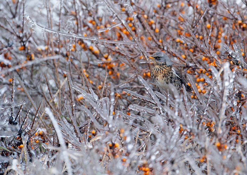 Amsel im Sanddorn von Ruurd Jelle Van der leij