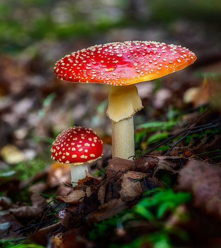 Amanite rouge dans la forêt