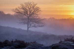 Nebliger Sonnenaufgang Gasterse Duinen