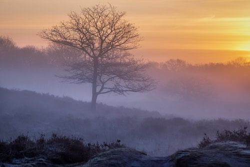 Foggy sunrise Gasterse Duinen
