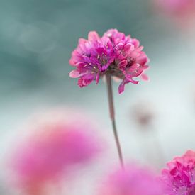 Pink cloud flower by Kyle van Bavel