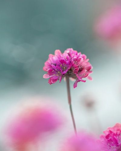 Rosa Wolkenblume von Kyle van Bavel