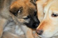 Puppy 