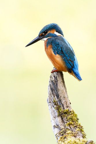kingfisher