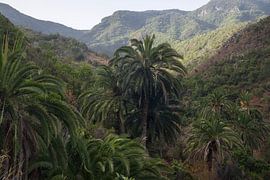 À la découverte des paysages luxuriants et bordés de palmiers de La Gomera, en Espagne sur PhotoCluster