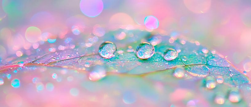 Wassertropfen auf buntem Blatt von Poster Art Shop