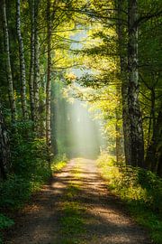 Weg ins Licht von Daniela Beyer