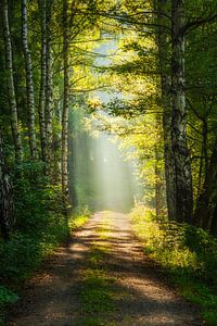 Weg ins Licht