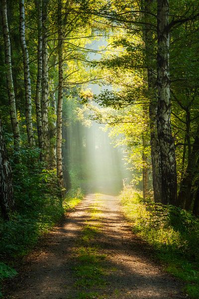 Weg ins Licht von Daniela Beyer