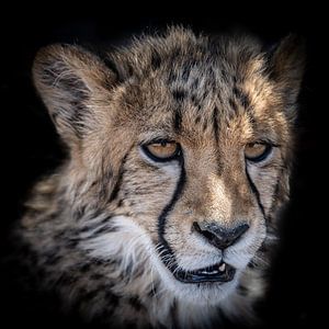 Portret van Cheetah welp in Namibië