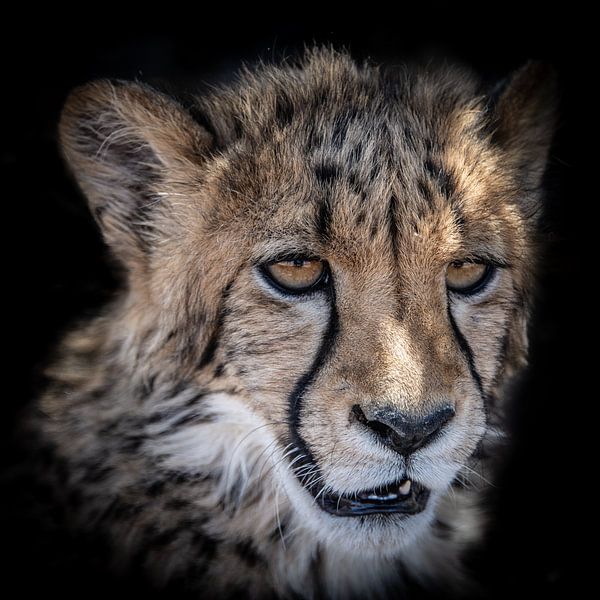 Portret van Cheetah welp in Namibië van Jille Zuidema