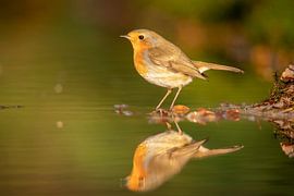 Robin, Erithacus rubecula, dans le bain