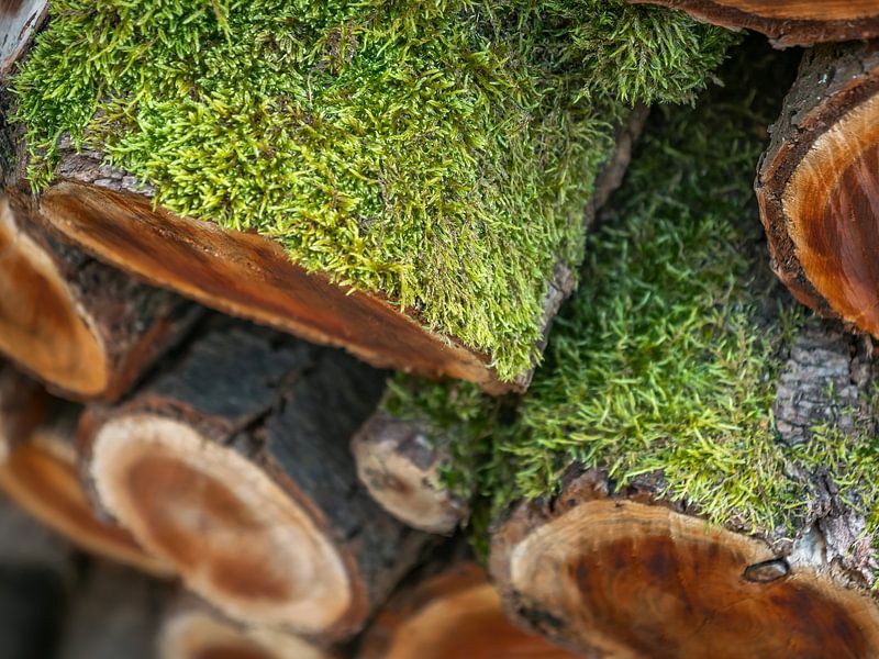 Bielatal Königstein, Sächsische Schweiz - Holzstapel mit Moos von Pixelwerk