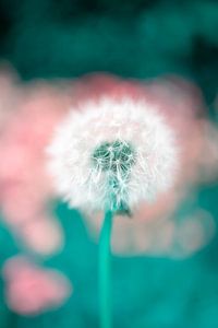 Flower design