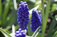 Paarse druifhyacint, Muscari
