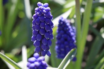 Paarse druifhyacint, Muscari
