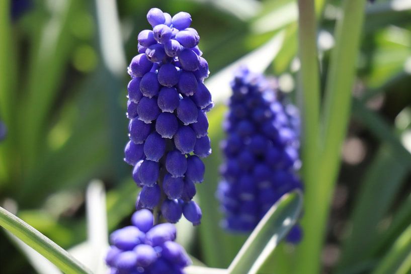 Paarse druifhyacint, Muscari van Gabrielle van Rhenen