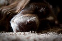 Das Leben des Hundes