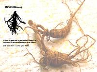 Ginseng 13258.10