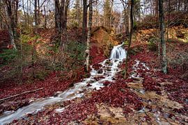 Mountain stream around the river Hoëgne in the Ardennes by Rob Boon