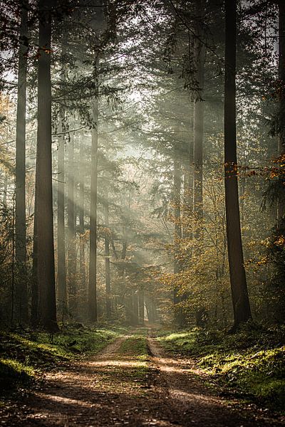 Zonneharpen von Linda Raaphorst