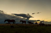 Paarden op de Grote Karoo van Theo van Woerden thumbnail