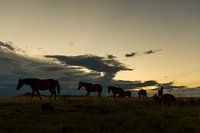 Horses on the Great Karoo