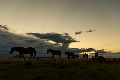 Paarden op de Grote Karoo