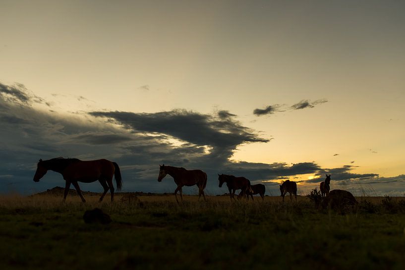Paarden op de Grote Karoo van Theo van Woerden