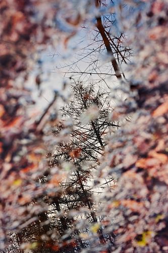 The beauty of a rain puddle
