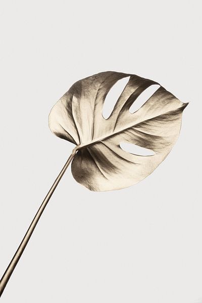 Monstera Gold 07 par Pictufy Studio III