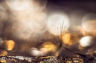 Zachtheid by Janka Kucerova thumbnail