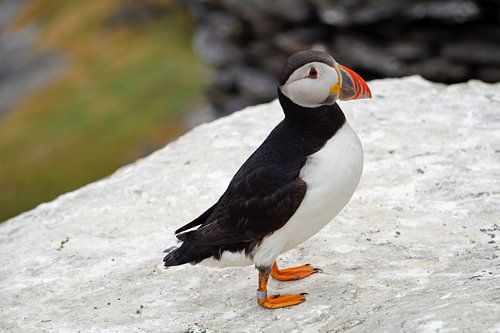 Papegaaiduikers op het eiland Skellig Michael in Ierland