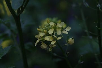 Colza sur Natasja Eillert