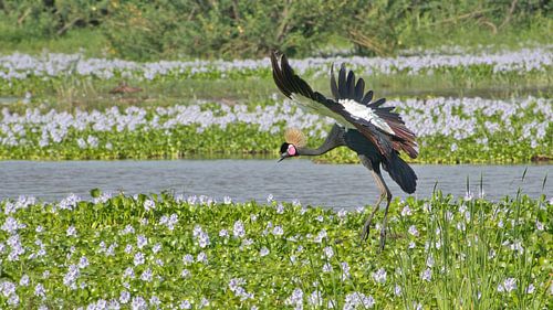Landing crown crane