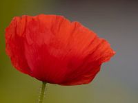 Poppy blossom