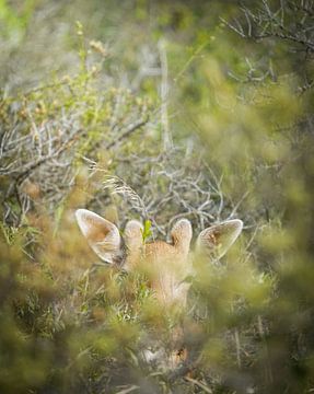 Damhirsche verstecken sich von Tom Zwerver