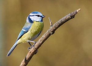 Mésange bleue - Cynistes caeruleus sur Thomas Marx