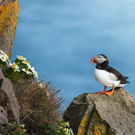 Papageientaucher auf einer Klippe in Island von Lennart ter Harmsel