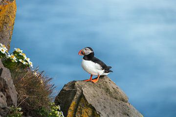 puffin on a cliff in Iceland by Lennart ter Harmsel