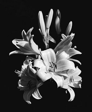 WHITE LILY by ASTR