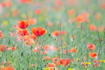 Rote Mohnblumen im Feld | Naturfotografie von Nanda Bussers