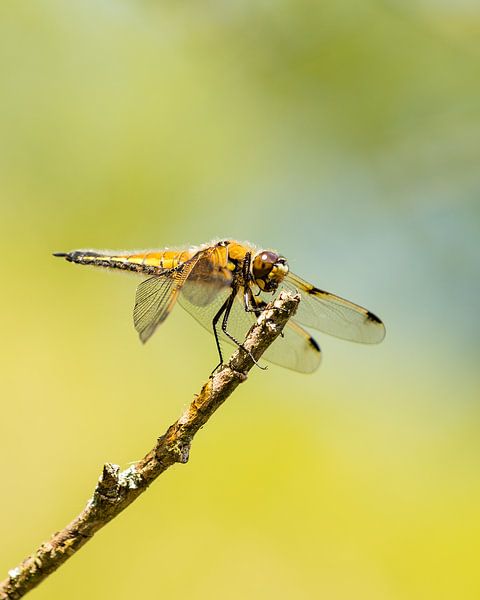 Libelle! by Karin de Bruin