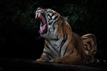 brullend in het donker toonde enorme slagtanden tijger, Amur tijger, zwarte achtergrond met bladeren van Michael Semenov