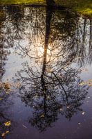 reflection of autumn tree
