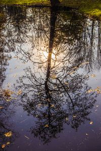 reflectie van herfstboom van Bas Rutgers