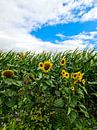 Sonnenblumen am Rande eines Maisfeldes bei dramatischem Himmel von MPfoto71 Miniaturansicht