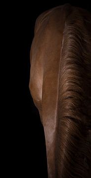Eleganz des Pferdes von Stephanie Prozee